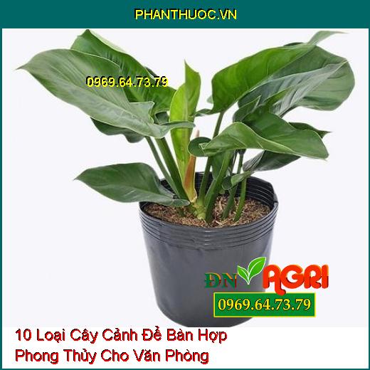 10 Loại Cây Cảnh Để Bàn Hợp Phong Thủy Cho Văn Phòng