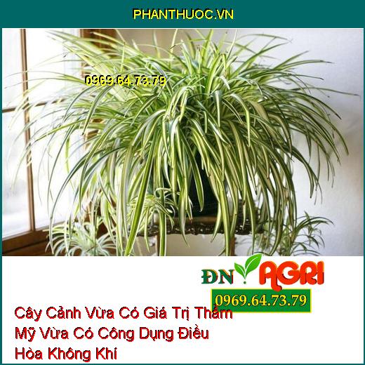 Cây Cảnh Vừa Có Giá Trị Thẩm Mỹ Vừa Có Công Dụng Điều Hòa Không Khí