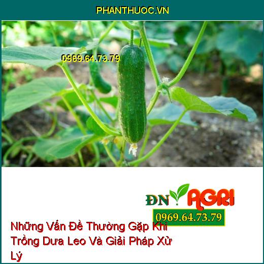 Những Vấn Đề Thường Gặp Khi Trồng Dưa Leo Và Giải Pháp Xử Lý