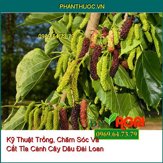 Kỹ Thuật Trồng, Chăm Sóc Và Cắt Tỉa Cành Cây Dâu Đài Loan