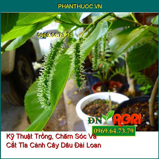 Kỹ Thuật Trồng, Chăm Sóc Và Cắt Tỉa Cành Cây Dâu Đài Loan