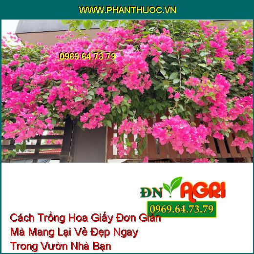 Cách Trồng Hoa Giấy Đơn Giản Mà Mang Lại Vẻ Đẹp Ngay Trong Vườn Nhà Bạn