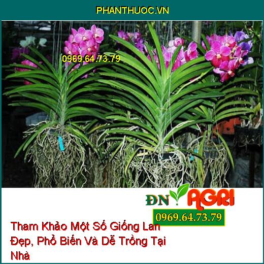 Tham Khảo Một Số Giống Lan Đẹp, Phổ Biến Và Dễ Trồng Tại Nhà 