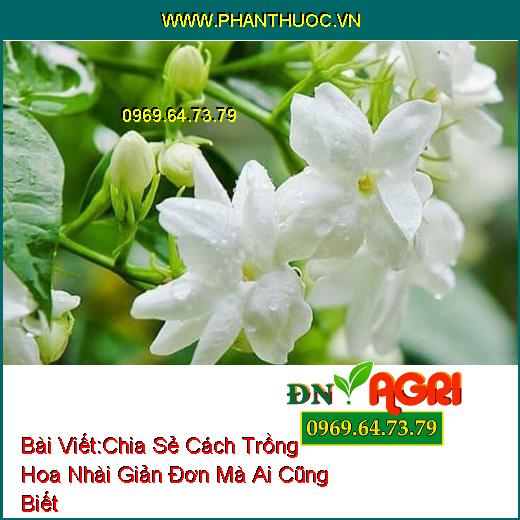 Chia Sẻ Cách Trồng Hoa Nhài Giản Đơn Mà Ai Cũng Biết