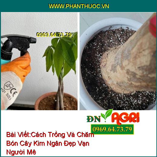 Cách Trồng Và Chăm Bón Cây Kim Ngân Đẹp Vạn Người Mê