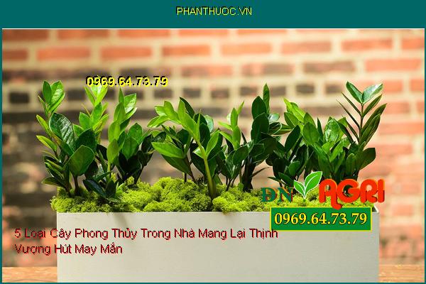 5 Loại Cây Phong Thủy Trong Nhà Mang Lại Thịnh Vượng Hút May Mắn