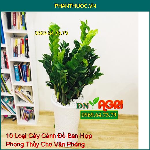 10 Loại Cây Cảnh Để Bàn Hợp Phong Thủy Cho Văn Phòng