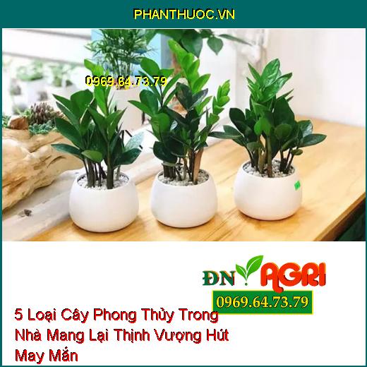 5 Loại Cây Phong Thủy Trong Nhà Mang Lại Thịnh Vượng Hút May Mắn