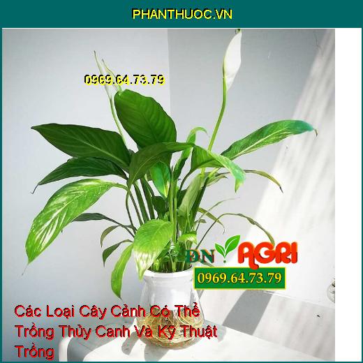 Các Loại Cây Cảnh Có Thể Trồng Thủy Canh Và Kỹ Thuật Trồng 