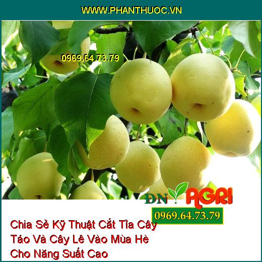 Chia Sẻ Kỹ Thuật Cắt Tỉa Cây Táo Và Cây Lê Vào Mùa Hè Cho Năng Suất Cao