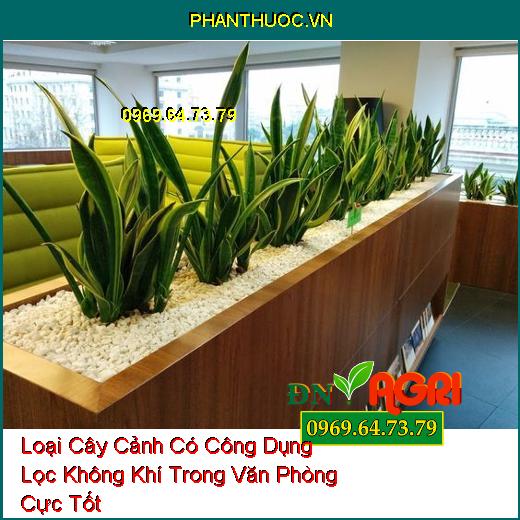 Loại Cây Cảnh Có Công Dụng Lọc Không Khí Trong Văn Phòng Cực Tốt