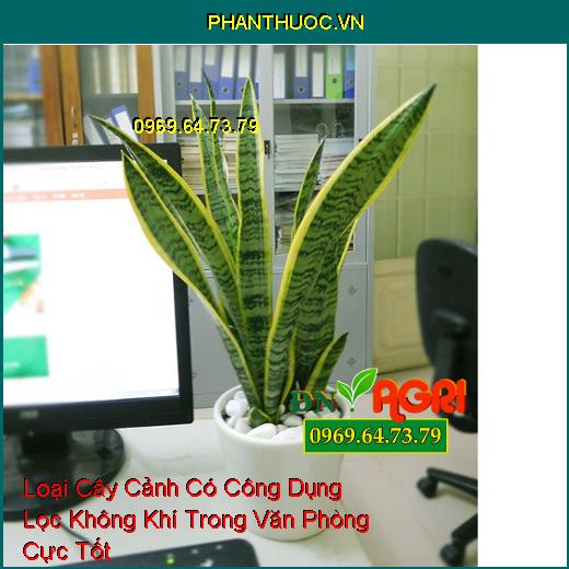 Loại Cây Cảnh Có Công Dụng Lọc Không Khí Trong Văn Phòng Cực Tốt