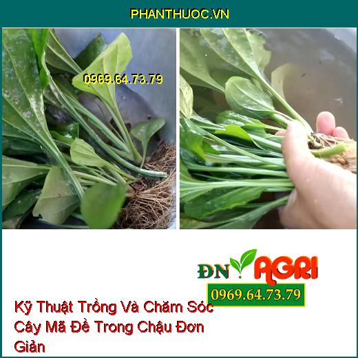 Kỹ Thuật Trồng Và Chăm Sóc Cây Mã Đề Trong Chậu Đơn Giản