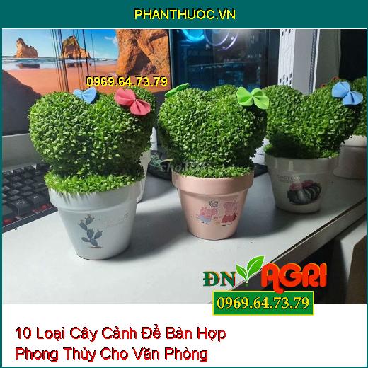 10 Loại Cây Cảnh Để Bàn Hợp Phong Thủy Cho Văn Phòng