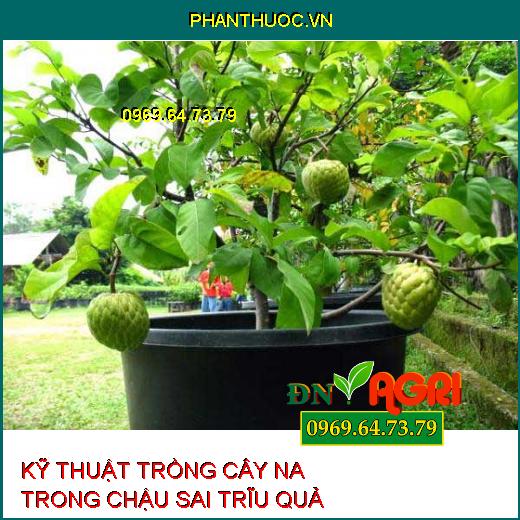 KỸ THUẬT TRỒNG CÂY NA TRONG CHẬU SAI TRĨU QUẢ