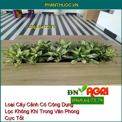 Loại Cây Cảnh Có Công Dụng Lọc Không Khí Trong Văn Phòng Cực Tốt