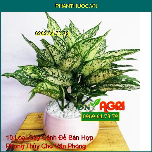 10 Loại Cây Cảnh Để Bàn Hợp Phong Thủy Cho Văn Phòng