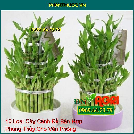 10 Loại Cây Cảnh Để Bàn Hợp Phong Thủy Cho Văn Phòng