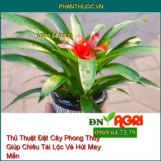 Thủ Thuật Đặt Cây Phong Thủy Giúp Chiêu Tài Lộc Và Hút May Mắn