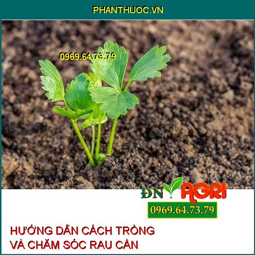 HƯỚNG DẪN CÁCH TRỒNG VÀ CHĂM SÓC RAU CẦN