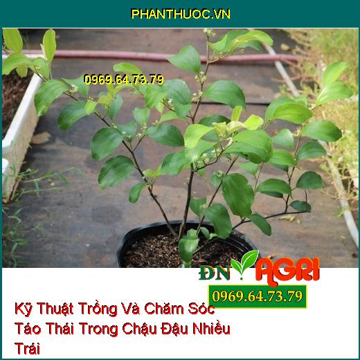 Kỹ Thuật Trồng Và Chăm Sóc Táo Thái Trong Chậu Đậu Nhiều Trái