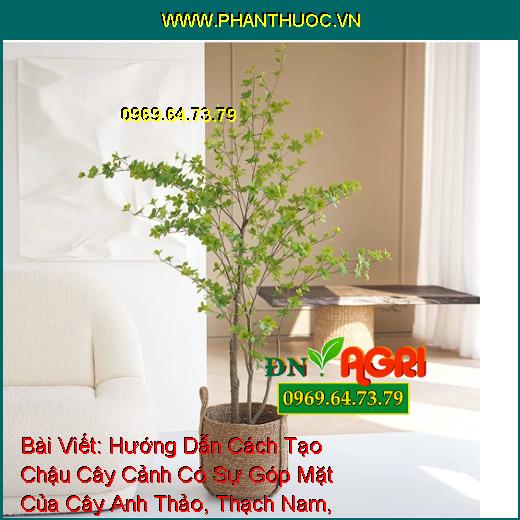 Hướng Dẫn Cách Tạo Chậu Cây Cảnh Có Sự Góp Mặt Của Cây Anh Thảo, Thạch Nam, Thông Blub