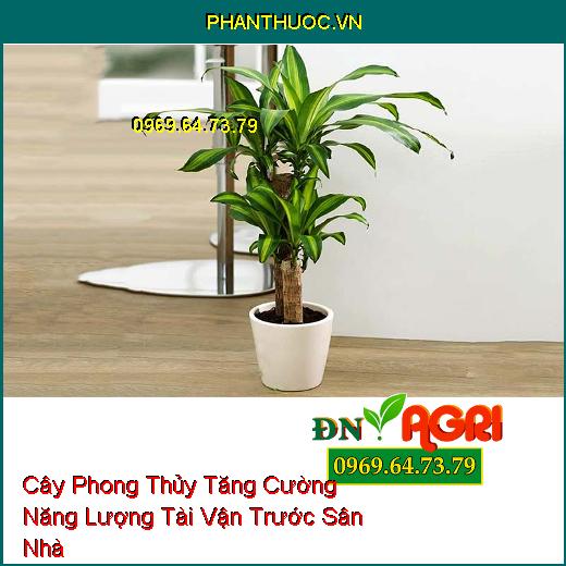 10 Loại Cây Phong Thủy Tăng Cường Năng Lượng Tài Vận Trước Sân Nhà