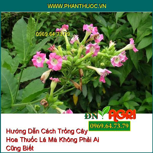 Hướng Dẫn Cách Trồng Cây Hoa Thuốc Lá Mà Không Phải Ai Cũng Biết