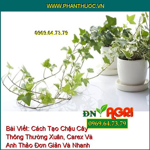 Cách Tạo Chậu Cây Thông Thường Xuân, Carex Và Anh Thảo Đơn Giản Và Nhanh Chóng