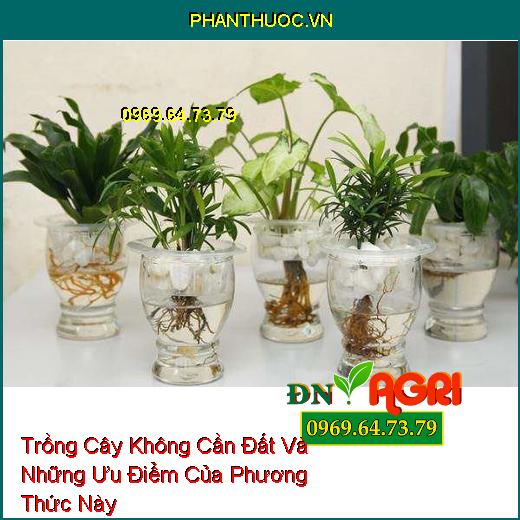 Trồng Cây Không Cần Đất Và Những Ưu Điểm Của Phương Thức Này