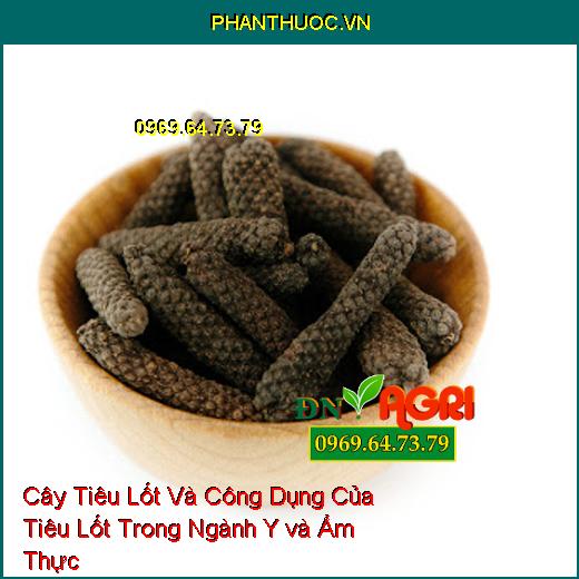 Cây Tiêu Lốt Và Công Dụng Của Tiêu Lốt Trong Ngành Y và Ẩm Thực