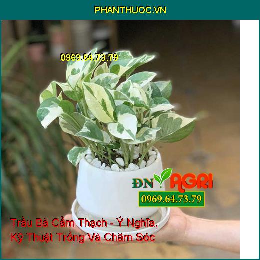 Trầu Bà Cẩm Thạch - Ý Nghĩa, Kỹ Thuật Trồng Và Chăm Sóc 