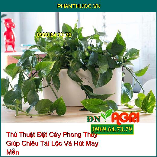 Thủ Thuật Đặt Cây Phong Thủy Giúp Chiêu Tài Lộc Và Hút May Mắn