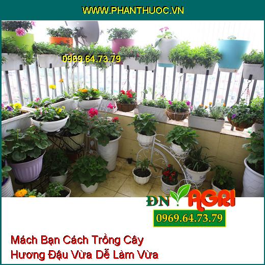 Mách Bạn Cách Trồng Cây Hương Đậu Vừa Dễ Làm Vừa Đẹp