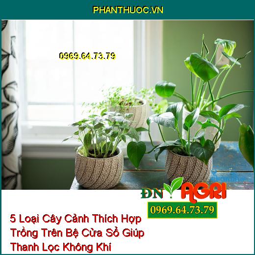 5 Loại Cây Cảnh Thích Hợp Trồng Trên Bệ Cửa Sổ Giúp Thanh Lọc Không Khí