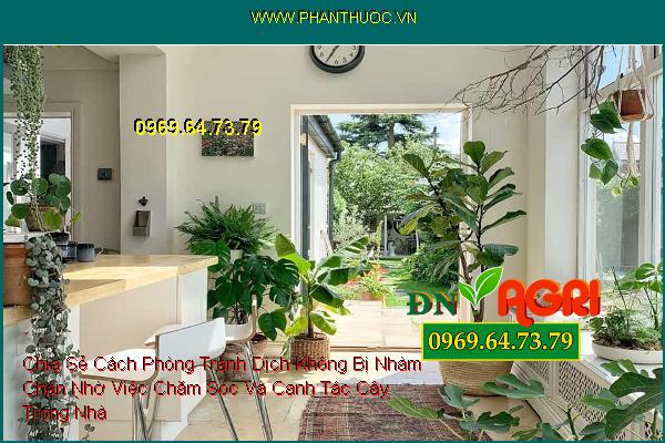 Chia Sẻ Cách Phòng Tránh Dịch Không Bị Nhàm Chán Nhờ Việc Chăm Sóc Và Canh Tác Cây Trong Nhà