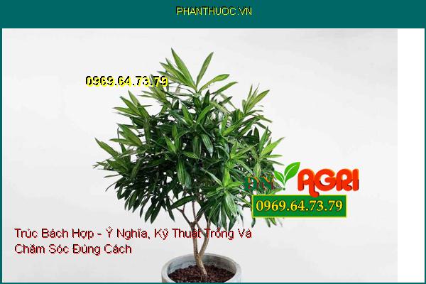 Trúc Bách Hợp - Ý Nghĩa, Kỹ Thuật Trồng Và Chăm Sóc Đúng Cách