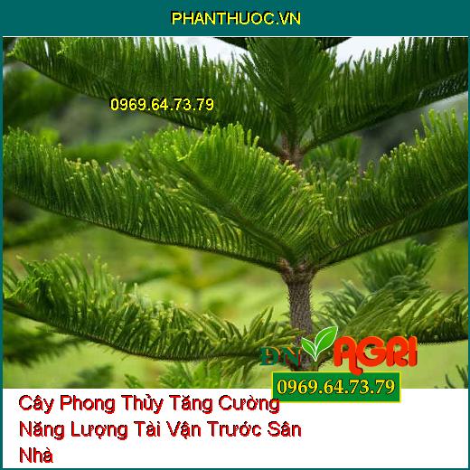 10 Loại Cây Phong Thủy Tăng Cường Năng Lượng Tài Vận Trước Sân Nhà