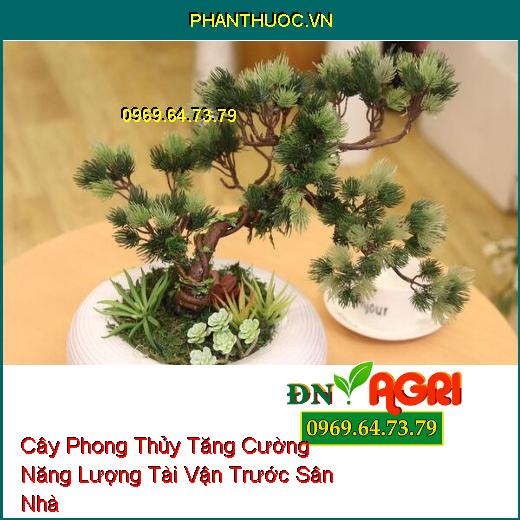 10 Loại Cây Phong Thủy Tăng Cường Năng Lượng Tài Vận Trước Sân Nhà