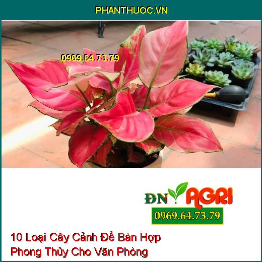 10 Loại Cây Cảnh Để Bàn Hợp Phong Thủy Cho Văn Phòng