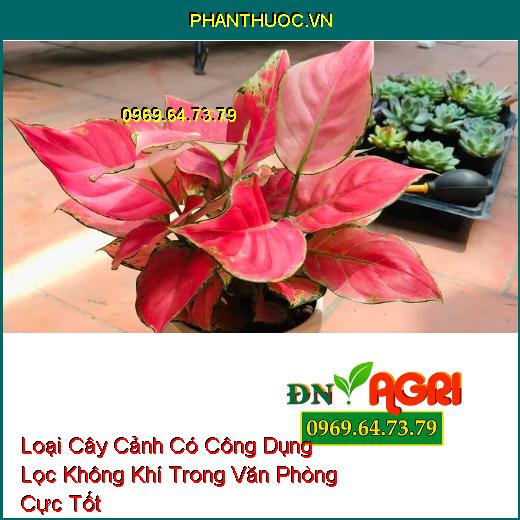 Loại Cây Cảnh Có Công Dụng Lọc Không Khí Trong Văn Phòng Cực Tốt