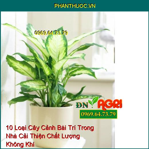 10 Loại Cây Cảnh Bài Trí Trong Nhà Cải Thiện Chất Lượng Không Khí