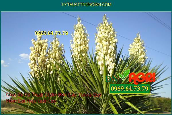 Chia Sẻ Kỹ Thuật Chăm Bón Cây Yucca Quý Hiếm Đạt Hiệu Quả Cao