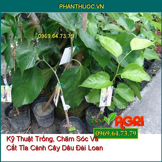 Kỹ Thuật Trồng, Chăm Sóc Và Cắt Tỉa Cành Cây Dâu Đài Loan