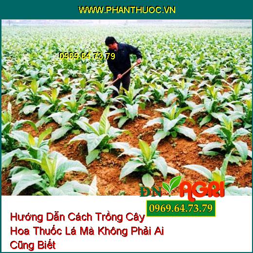 Hướng Dẫn Cách Trồng Cây Hoa Thuốc Lá Mà Không Phải Ai Cũng Biết