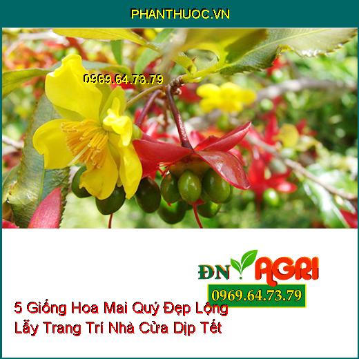 5 Giống Hoa Mai Quý Đẹp Lộng Lẫy Trang Trí Nhà Cửa Dịp Tết