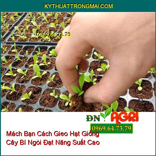 Mách Bạn Cách Gieo Hạt Giống Cây Bí Ngòi Đạt Năng Suất Cao