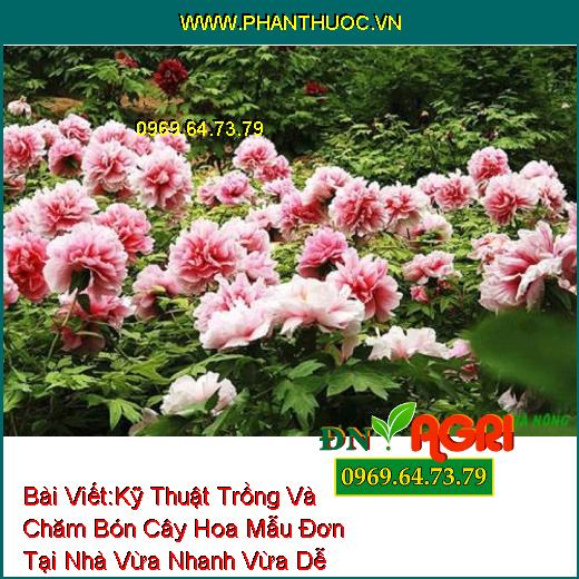 Kỹ Thuật Trồng Và Chăm Bón Cây Hoa Mẫu Đơn Tại Nhà Vừa Nhanh Vừa Dễ Làm