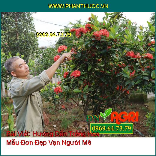 Hướng Dẫn Trồng Hoa Mẫu Đơn Đẹp Vạn Người Mê