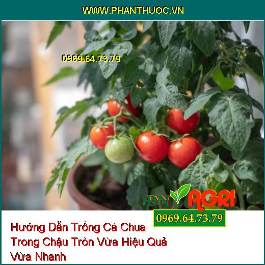 Hướng Dẫn Trồng Cà Chua Trong Chậu Tròn Vừa Hiệu Quả Vừa Nhanh